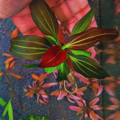Echinodorus Iguazu Red  ( Rare ) WetRootz