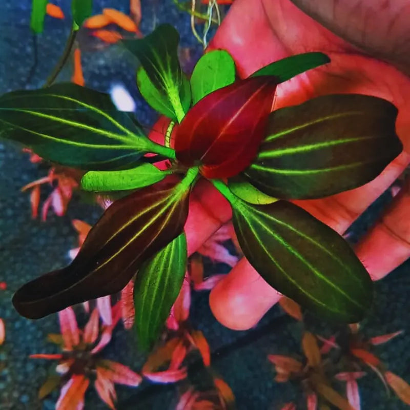 Echinodorus Iguazu Red  ( Rare ) WetRootz