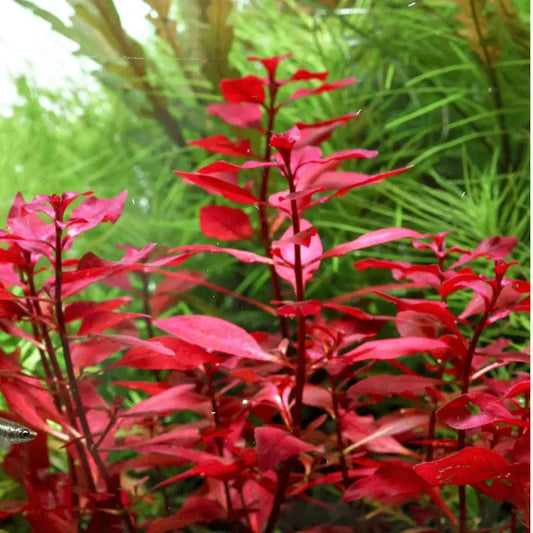 Ludwiga arcuata 'dark red' WetRootz