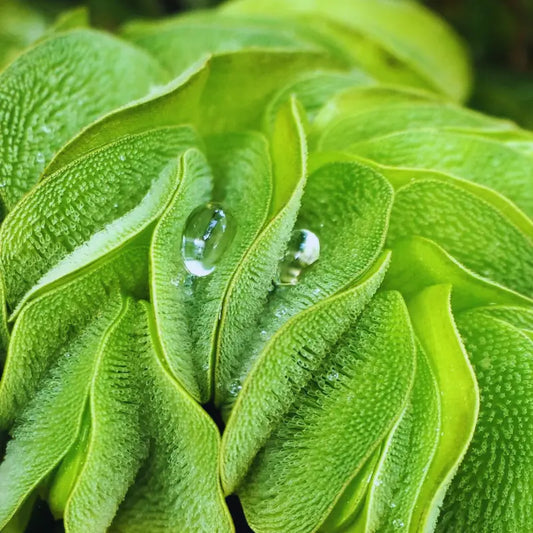 Salvinia natans WetRootz