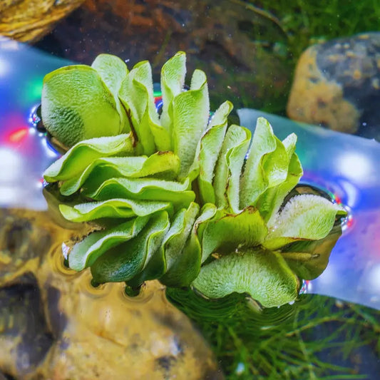 Salvinia natans WetRootz