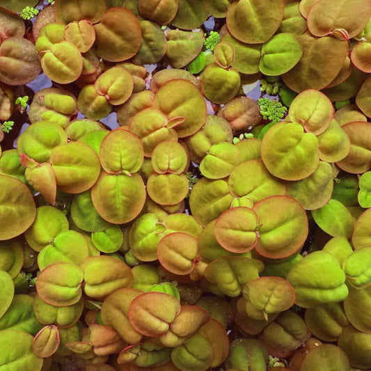 Phyllanthus fluitans 'Red Root Floaters' WetRootz