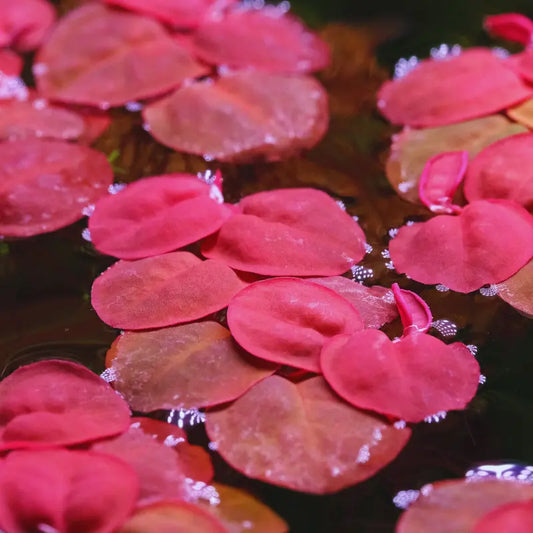 Phyllanthus fluitans 'Red Root Floaters' WetRootz