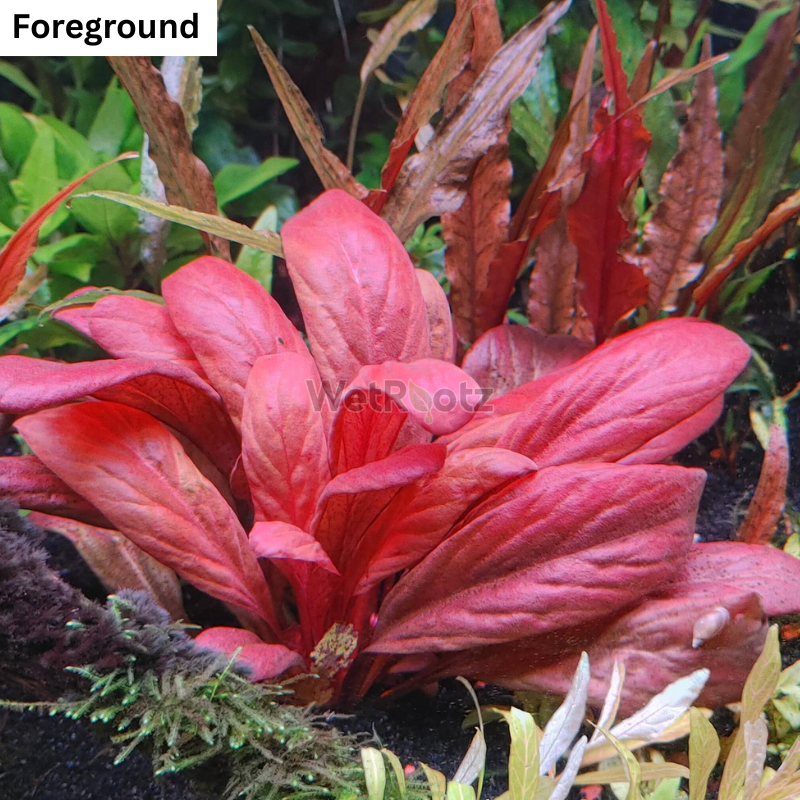 Samolus parviflorus red WetRootz