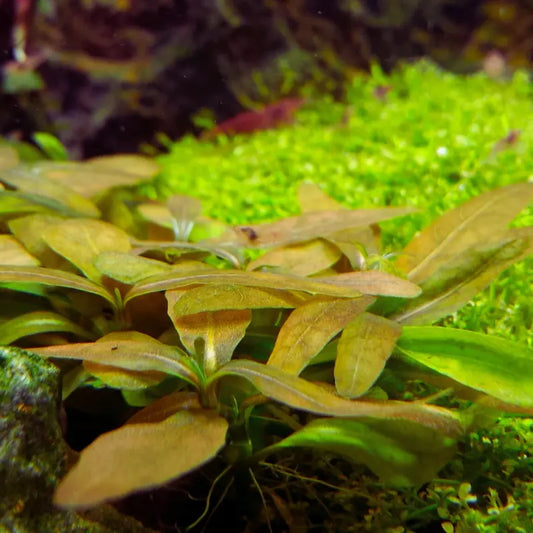 Staurogyne sp. brown WetRootz