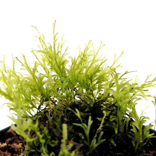 Crepidomanes Malabaricum WetRootz