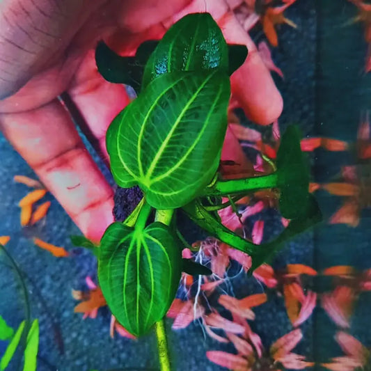 Echinodorus iguazu  2009 ( Rare ) WetRootz