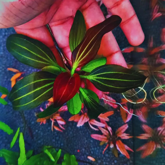 Echinodorus Iguazu Red  ( Rare ) WetRootz