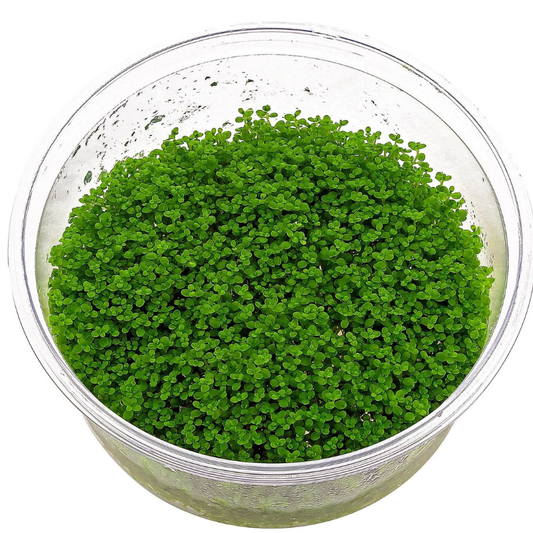 Hemianthus Callitrichoides 'Cuba' (HC Cuba)