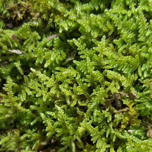 Hypnum cupressiforme WetRootz