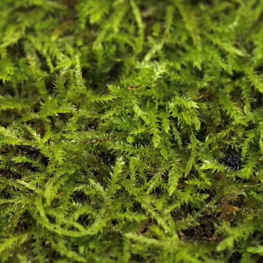 Hypnum cupressiforme WetRootz