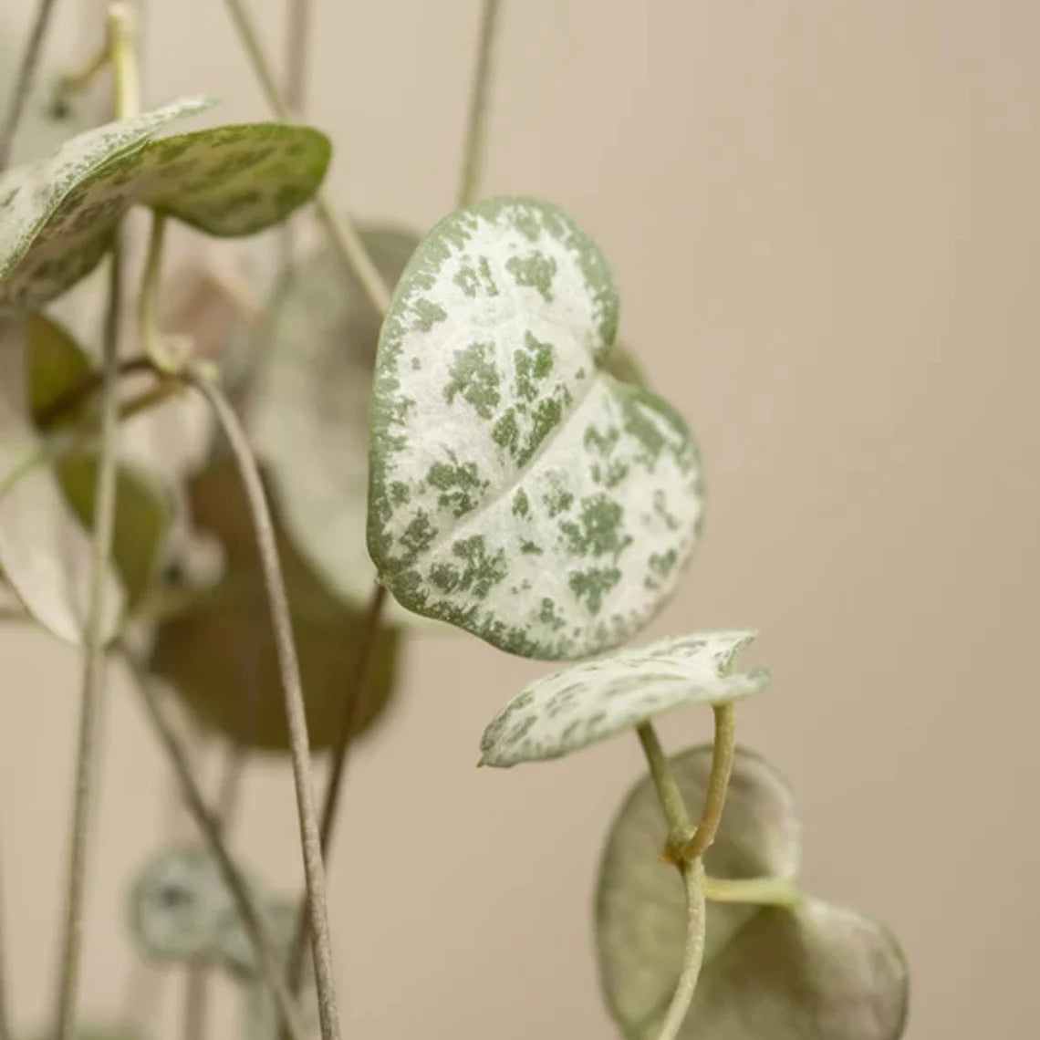 String of Hearts (Ceropegia woodii) WetRootz