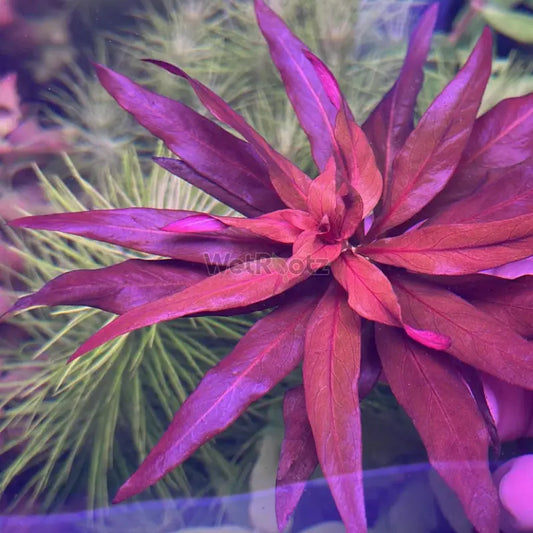 Ludwigia glandulosa WetRootz