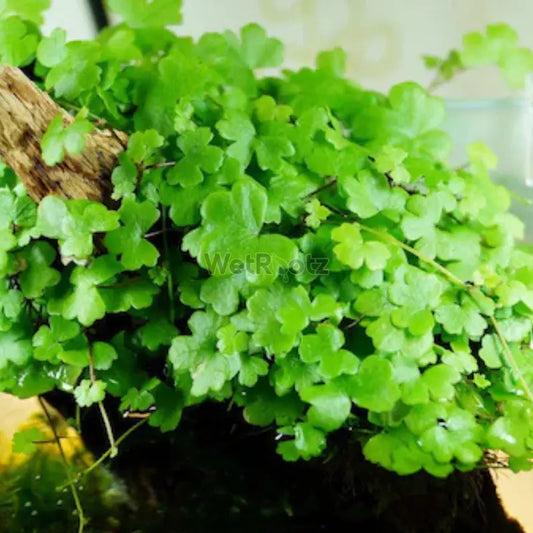 Hydrocotyle tripartita WetRootz