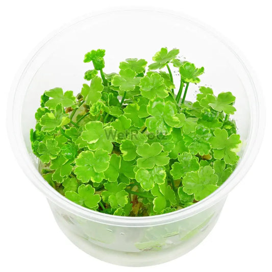 Hydrocotyle tripartita variegated WetRootz