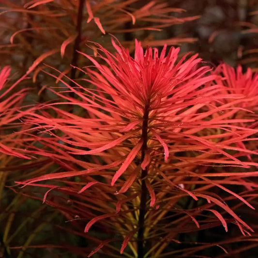 Ludwigia inclinata 'Meta' WetRootz