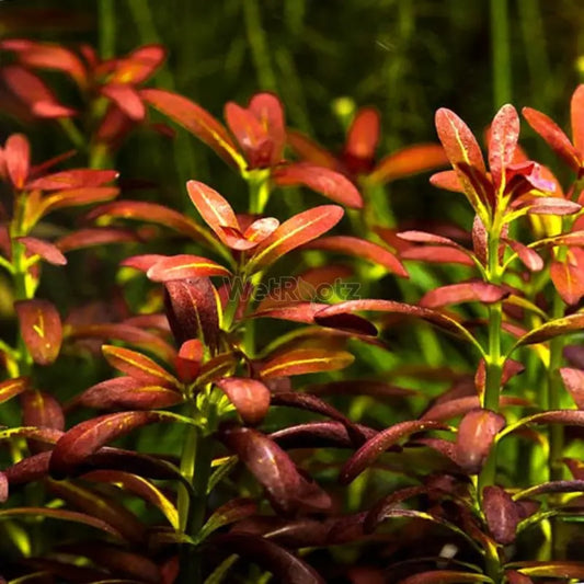 Ammania sp. Sulawesi WetRootz