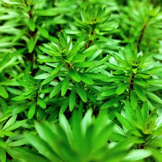 Ludwigia inclinata 'Meta' WetRootz