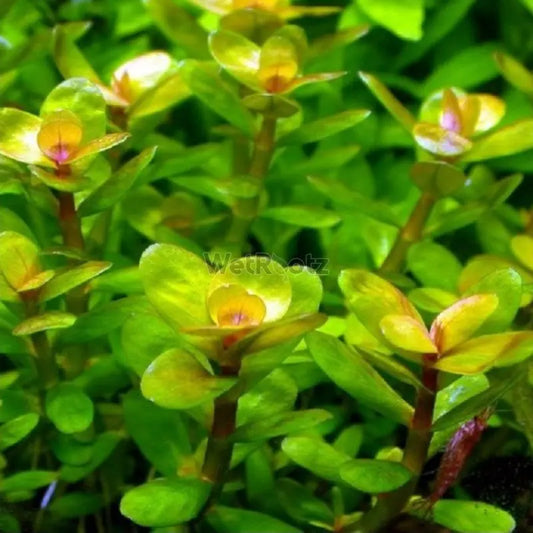 Ammania sp. Bonsai WetRootz