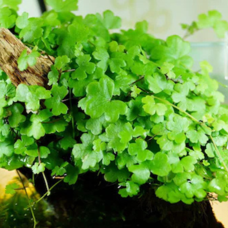Hydrocotyle Tripartita - Min WetRootz