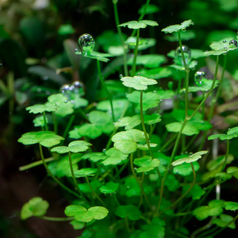 Hydrocotyle Tripartita - Min WetRootz