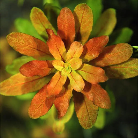 Ludwigia sphaerocarpa WetRootz