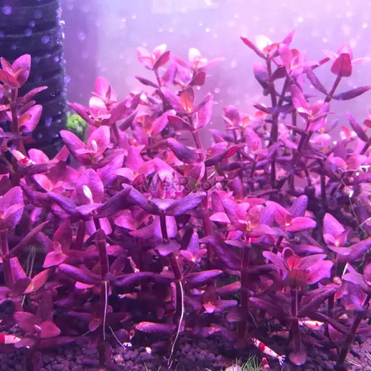 Bacopa salzmannii 'Purple' WetRootz