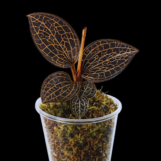 Anoectochilus - Jewel Orchid WetRootz