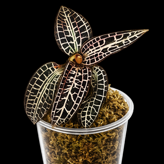 Goodyera hispida - Jewel Orchid WetRootz