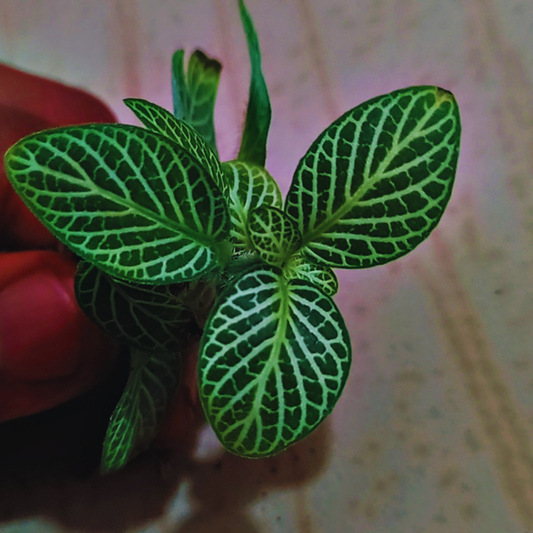 Fittonia Mini White WetRootz