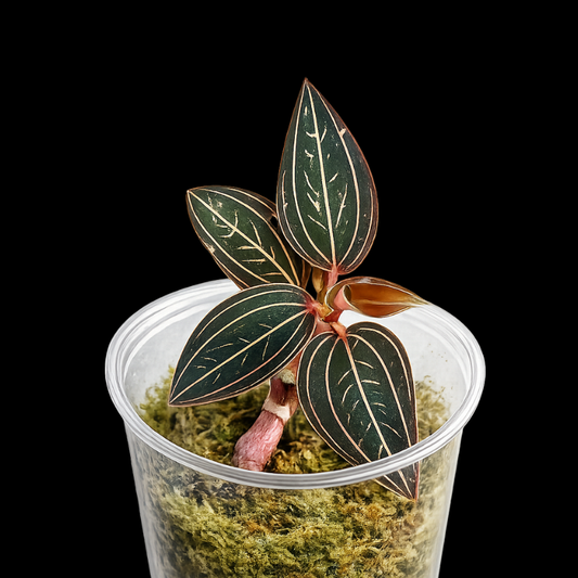 Ludisia discolor spider- Jewel Orchid WetRootz