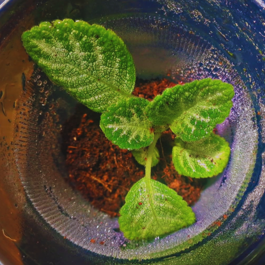 Episcia Faded Jade WetRootz