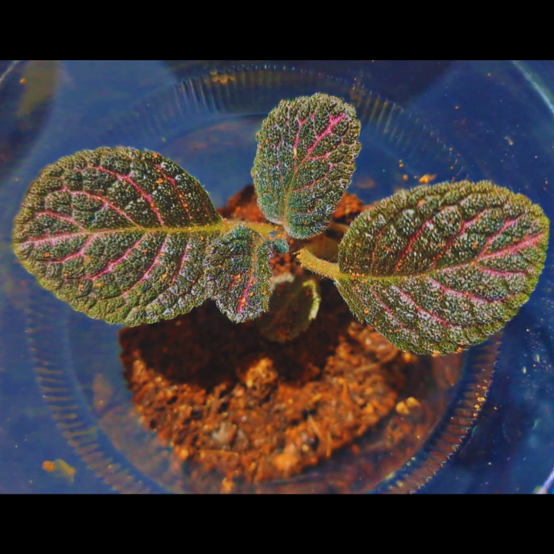 Episcia - Bronze WetRootz