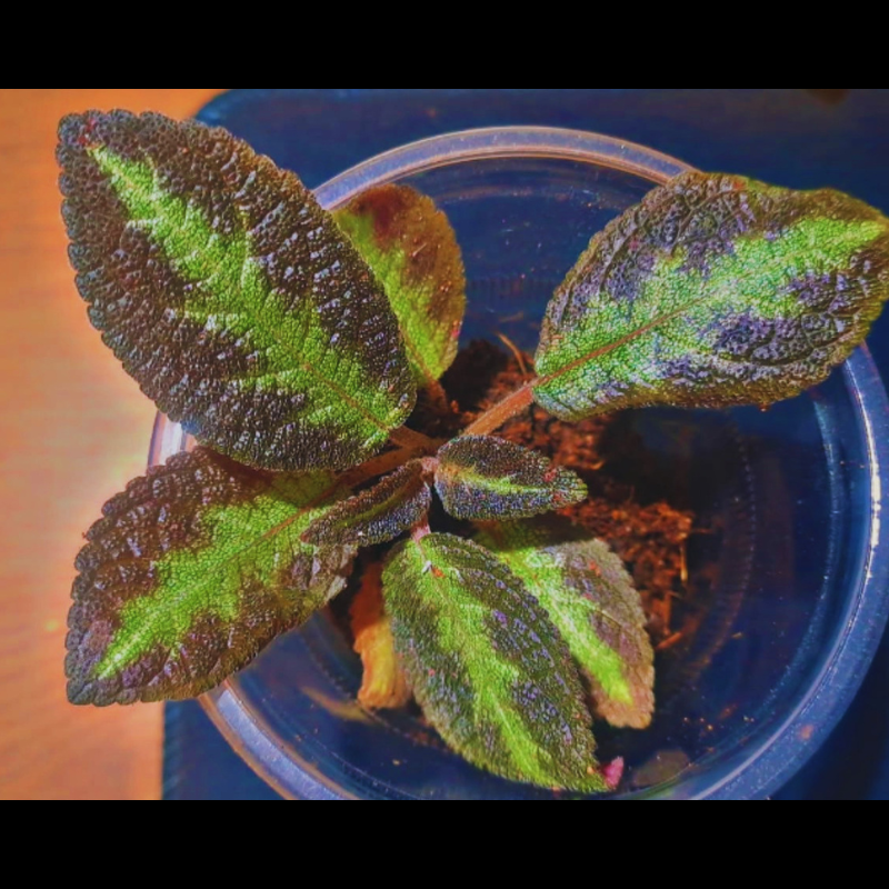 Episcia - Flame WetRootz