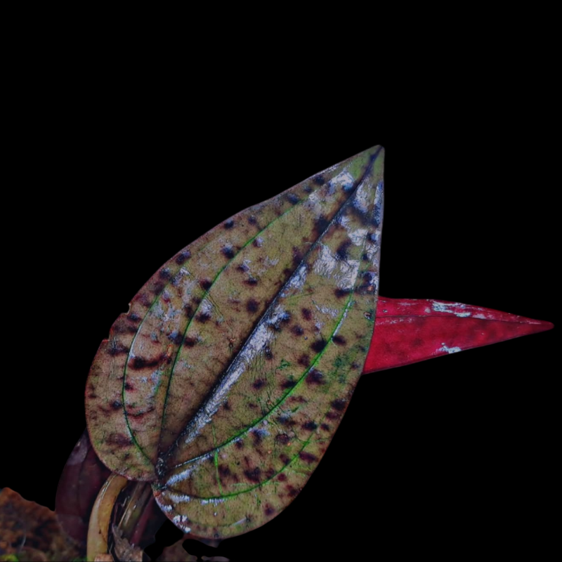 Nephelaphyllum Pulchrum - Terrestrial Jewel Orchid WetRootz