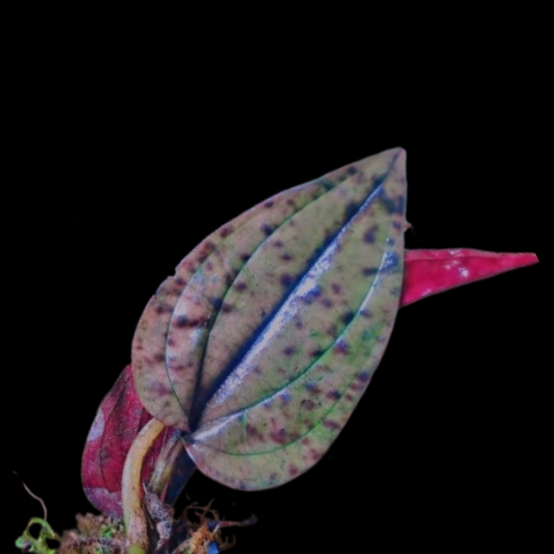 Nephelaphyllum Pulchrum - Terrestrial Jewel Orchid WetRootz