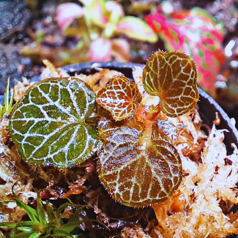 Saxifraga Stolonifera - Micro Strawberry Begonia WetRootz