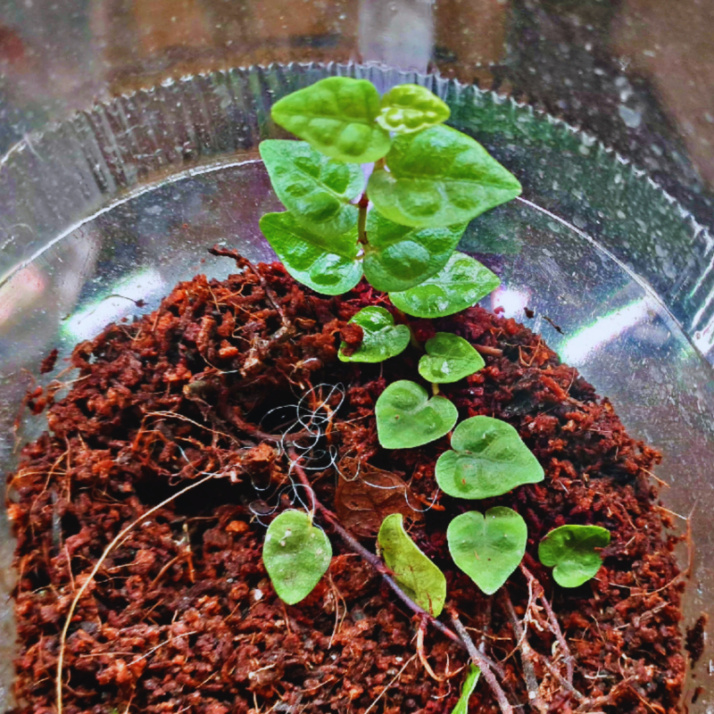 Ficus Pumila Minima WetRootz