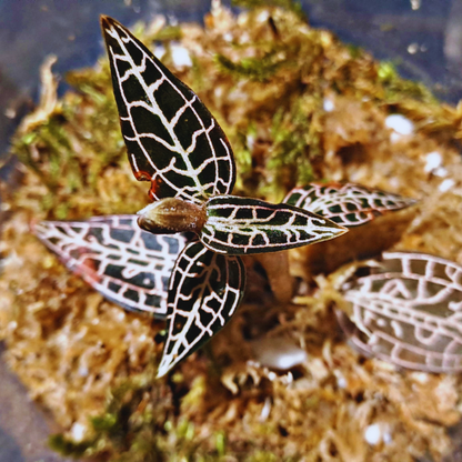Goodyera hispida - Jewel Orchid WetRootz
