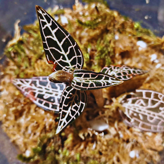 Goodyera hispida - Jewel Orchid WetRootz