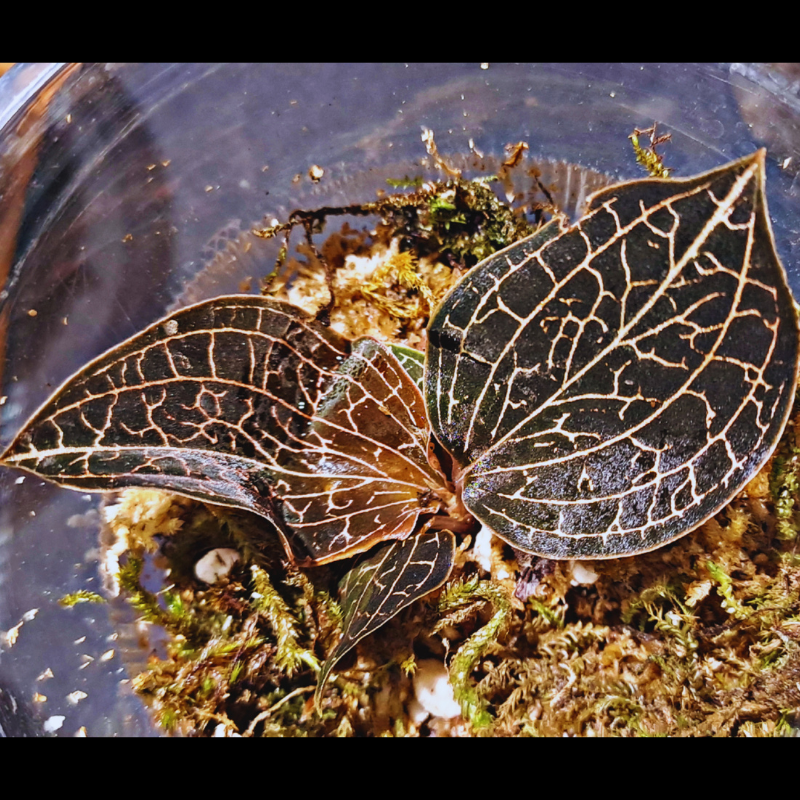 Anoectochilus - Jewel Orchid WetRootz