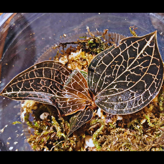 Anoectochilus - Jewel Orchid WetRootz