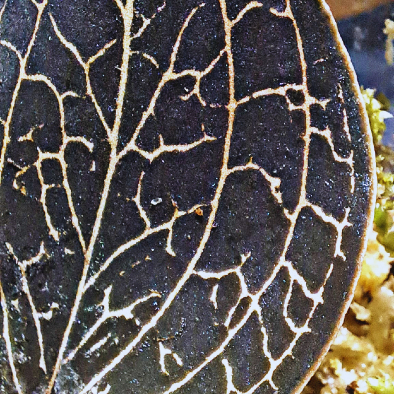 Anoectochilus - Jewel Orchid WetRootz