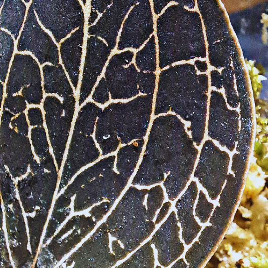 Anoectochilus - Jewel Orchid WetRootz