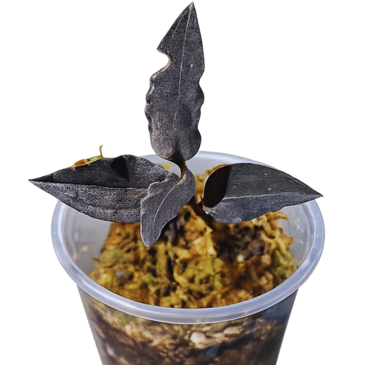 Malaxis metallica - Jewel Orchid WetRootz