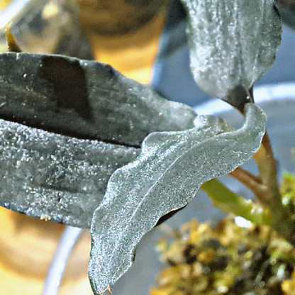 Malaxis metallica - Jewel Orchid WetRootz