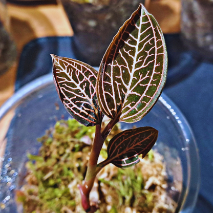 Ludisia discolor spider- Jewel Orchid WetRootz