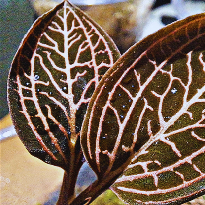 Ludisia discolor spider- Jewel Orchid WetRootz