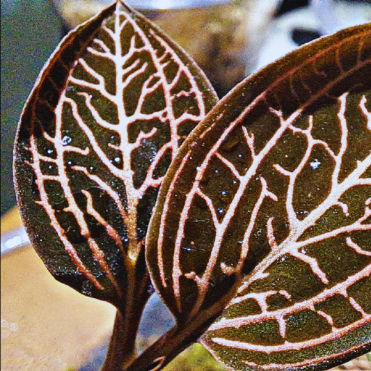 Ludisia discolor spider- Jewel Orchid WetRootz