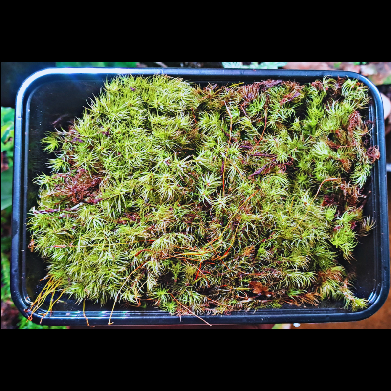 Dicranum scoparium - Mood moss WetRootz